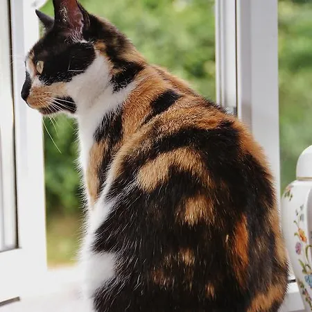 Strand's End House Only, No Breakfast Served 3*